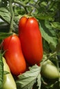 San Marzano Tomatoes on the Ripe Royalty Free Stock Photo