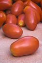 San Marzano tomatoes Royalty Free Stock Photo