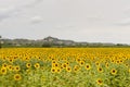 San Miniato (Tuscany) and sunflowers Royalty Free Stock Photo