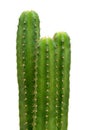 San Pedro cacti Royalty Free Stock Photo