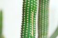 San Pedro cacti Echinopsis pachanoi Royalty Free Stock Photo