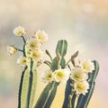 San Pedro Cactus Bloom