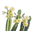 San Pedro Cactus Bloom on white background Royalty Free Stock Photo