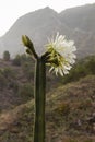 San Pedro cactus blooming