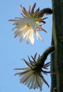 Blooming San Pedro Cactus Latin - Trichocereus pachanoi