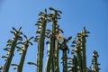 Blooming San Pedro Cactus Latin - Trichocereus pachanoi