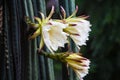 San Pedro cactus flower with white petals Royalty Free Stock Photo