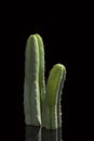 San Pedro cactus. Royalty Free Stock Photo