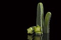 San Pedro cactus. Royalty Free Stock Photo
