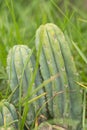 San pedro cactus plant, species Echinopsis pachanoi (Britton Rose) Friedrich G.D.Rowley, plant family Cactaceae