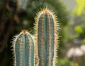 San Pedro cactus, trichocereus, echinopsis pachanoi with spines background Royalty Free Stock Photo