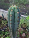 San Pedro Cactus Trichocereus Royalty Free Stock Photo