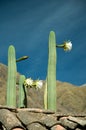 San Pedro Cactuses