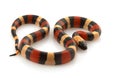 San Pueblan Milksnake Royalty Free Stock Photo