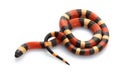 San Pueblan Milksnake Royalty Free Stock Photo