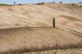 SAN QUIRICO D'ORCIA, TUSCANY / ITALY - OCTOBER 31, 2016: Beautiful tuscan landscape near San Quirico D'Orcia Royalty Free Stock Photo