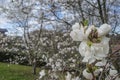 San Sebastian, Spain - 26 Feb, 2023: Almond blossoms in the Aieta Park, Donostia San Sebastian