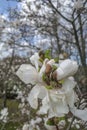 San Sebastian, Spain - 26 Feb, 2023: Almond blossoms in the Aieta Park, Donostia San Sebastian