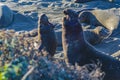 Elephant Seal Coitus