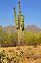 San Tan Mountains Sonora Desert Arizona