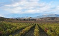 Vineyard in yellow and ocher colors surrounded by mountains framing the town of San Vicente de La Sonsierra. Royalty Free Stock Photo