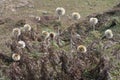 dandelions in the hills of Sanasar, near Patnitop, Jammu Kashmir