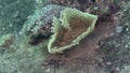 Sanctijoseph`s tube worm Sabellastarte sanctijosephi in coral of Red sea Sudan