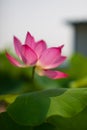 The sanctity of the lotus