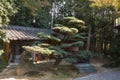 The beautiful artistically shaped pine tree in Toganji temple. Nagoya. Japan Royalty Free Stock Photo