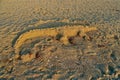 Sand alligator on the beach Royalty Free Stock Photo