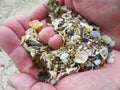 Sand along with broken shells in human palms