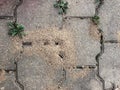 Sand from ants on garden paths Royalty Free Stock Photo