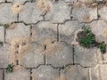 Sand from ants on garden paths Royalty Free Stock Photo