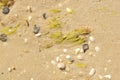 Algae and small pebbles and shells on beach