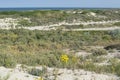 Sand background with green plants and yellow flower in dunes Royalty Free Stock Photo