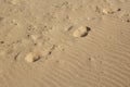 Sand background with wavelike patterns, footprints and seashells Royalty Free Stock Photo
