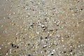 Sand background, wet sand and shells, abstract background Royalty Free Stock Photo