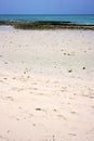 sand bank plant africa coastline froth