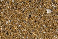Sand beach closeup texture Royalty Free Stock Photo