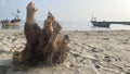 Sand on the beach with drifting chunks of dry bamboo roots Royalty Free Stock Photo