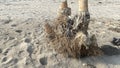 Sand on the beach with floating chunks of dry bamboo roots Royalty Free Stock Photo