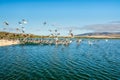 Flock of Birds, Pelicans and Seagulls, Flying Over the Sea. Royalty Free Stock Photo