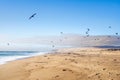 Scenic View Pacific Ocean, Sand Beach, and Flock of Birds Royalty Free Stock Photo