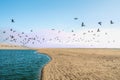 Sand Beach and Flock of Birds Flying Over the Sea. Sunset Royalty Free Stock Photo