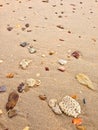 Sand on the beach full of seashells, stone, brain coral Royalty Free Stock Photo