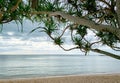 Sand beach in the morning with gray sky. View from under the tree. Tropical beach, Summer vacation background. Tranquil scene.