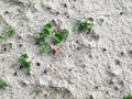 Sand with beach plants texture