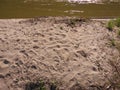 Sand beach water grass footprints Royalty Free Stock Photo