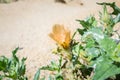 Sand blazing star Mentzelia involucrata blooming in Joshua Tree National Park, California