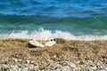 Sand, blue sea and white slippers Royalty Free Stock Photo